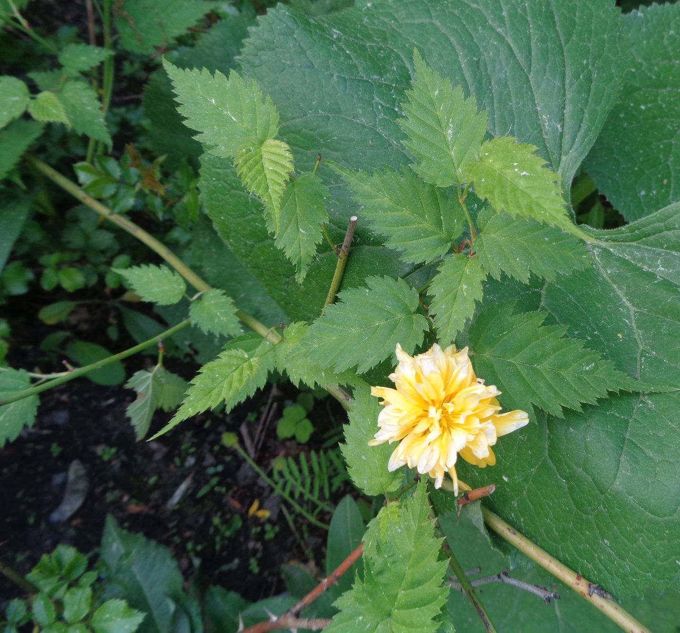 Image of Kerria japonica var. pleniflora specimen.