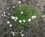 Cerastium alpinum. Цветущее растение. Кольский п-ов, Восточный Мурман, окр. пос. Туманный, обочина шоссе. 11.07.2010.