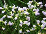 род Cardamine