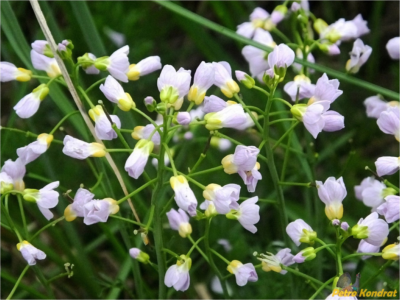 Image of genus Cardamine specimen.