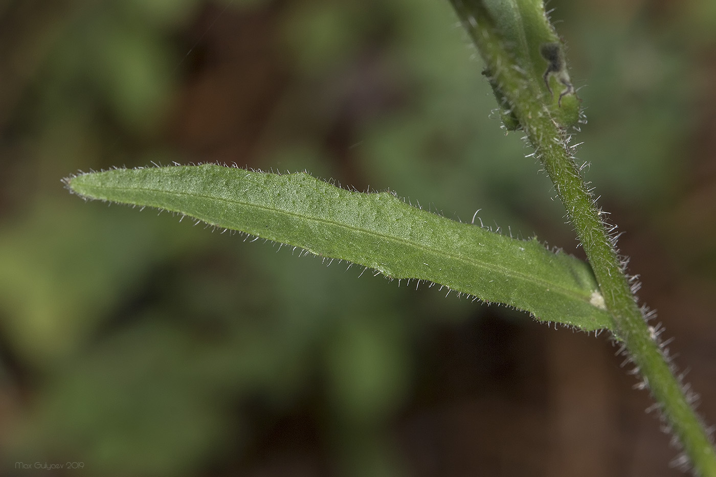 Image of Picris hieracioides specimen.