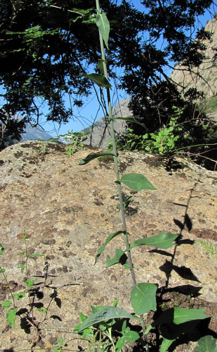 Image of Lactuca chaixii specimen.