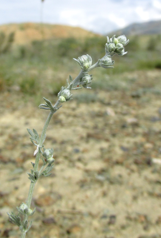 Изображение особи Artemisia frigida.