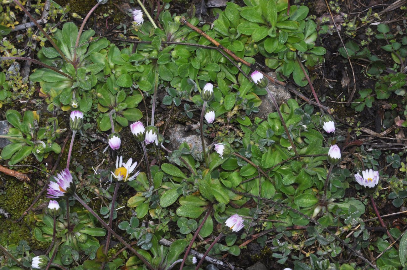 Image of Bellis perennis specimen.