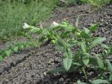 Nonea lutea