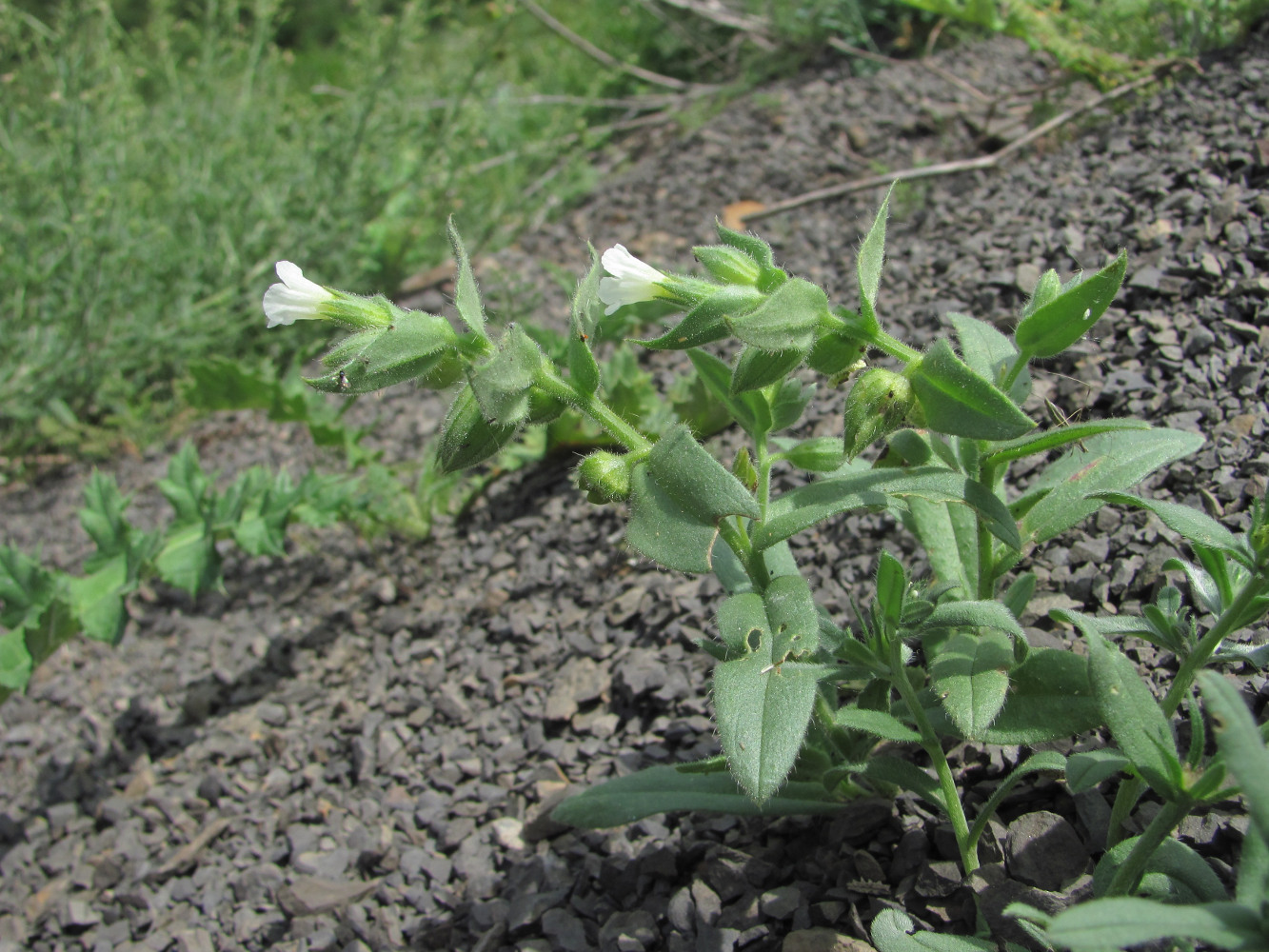 Image of Nonea lutea specimen.