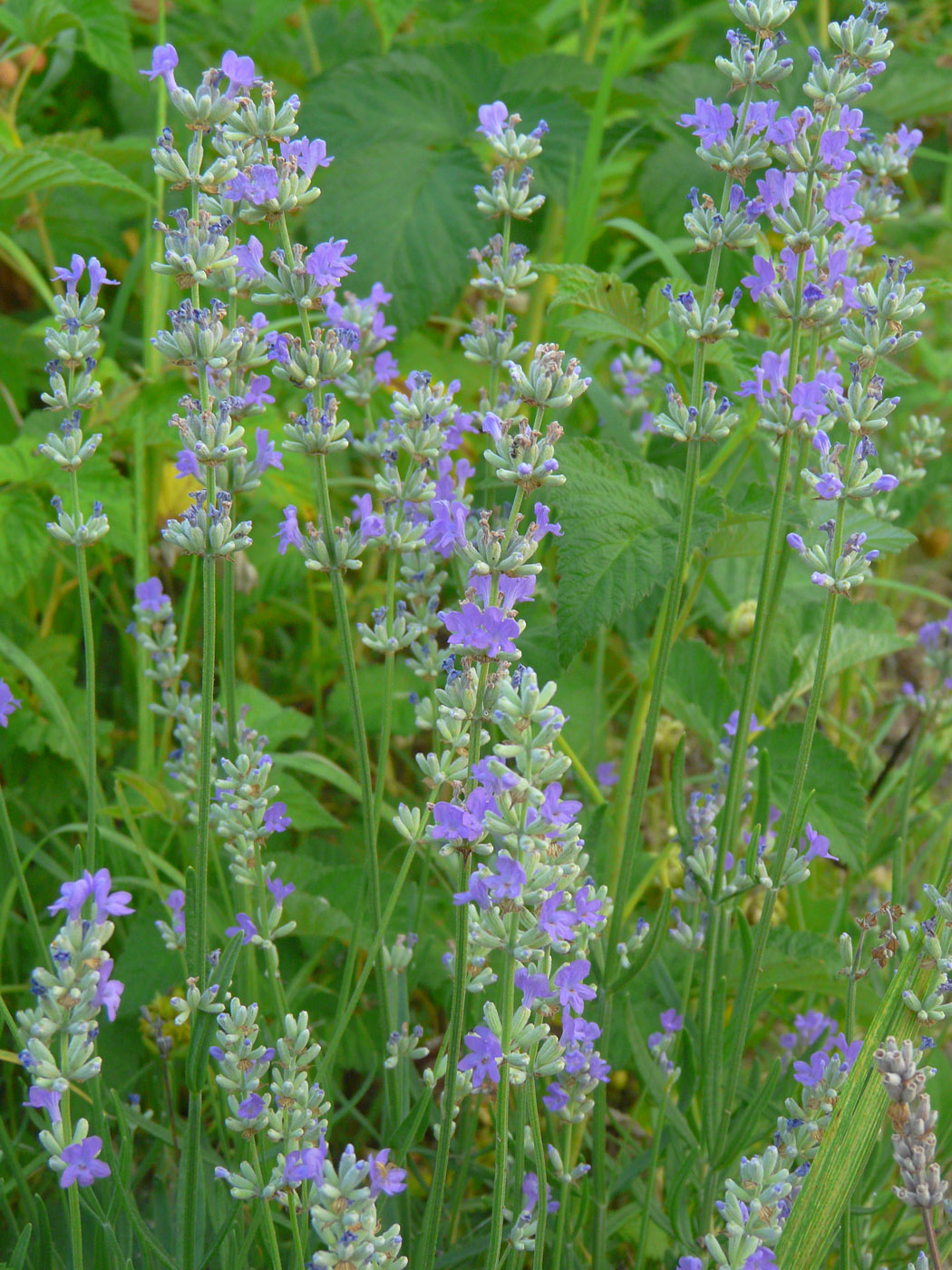 Image of Lavandula angustifolia specimen.