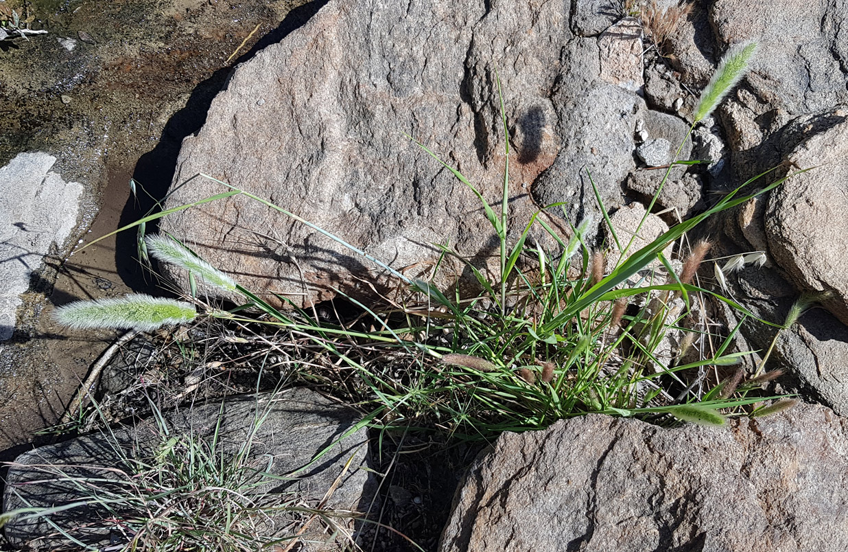 Изображение особи Polypogon monspeliensis.