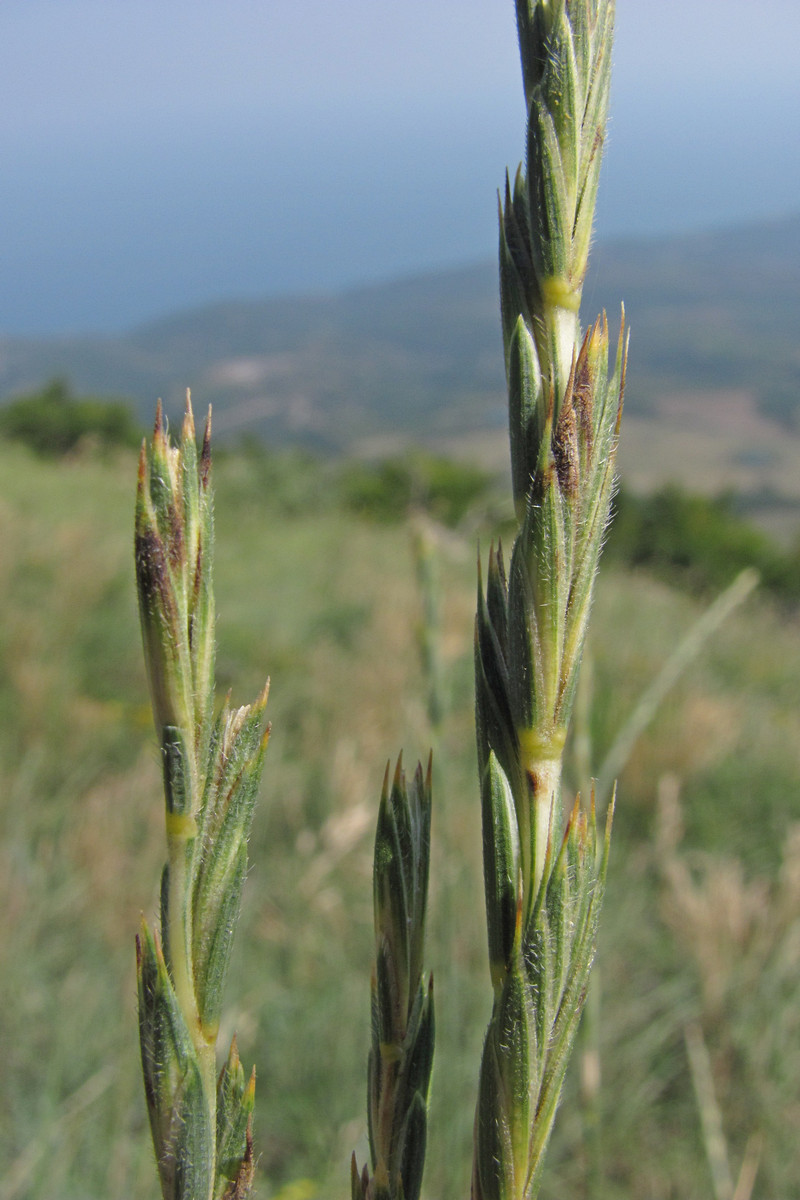 Image of Elytrigia &times; tesquicola specimen.