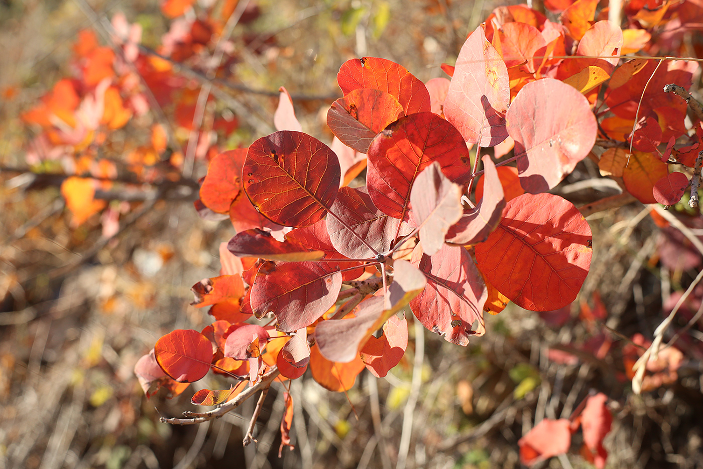 Image of Cotinus coggygria specimen.