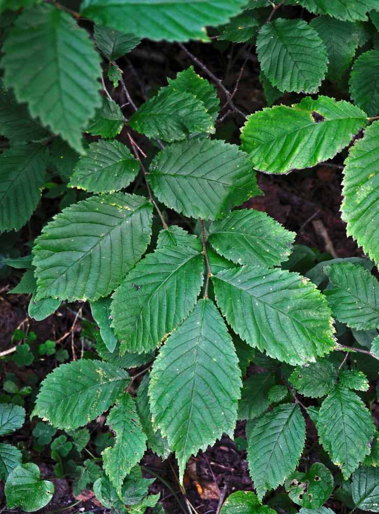 Изображение особи Ulmus glabra.