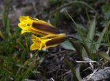 Tulipa heterophylla. Цветки. Кыргызстан, Иссык-Кульская обл., Внутренний Тянь-Шань, хр. Терскей-Ала-Тоо, ущ. Джеты-Огуз, ≈ 2700 м н.у.м., лужайка на правом берегу р. Телеты. 10.05.2019.