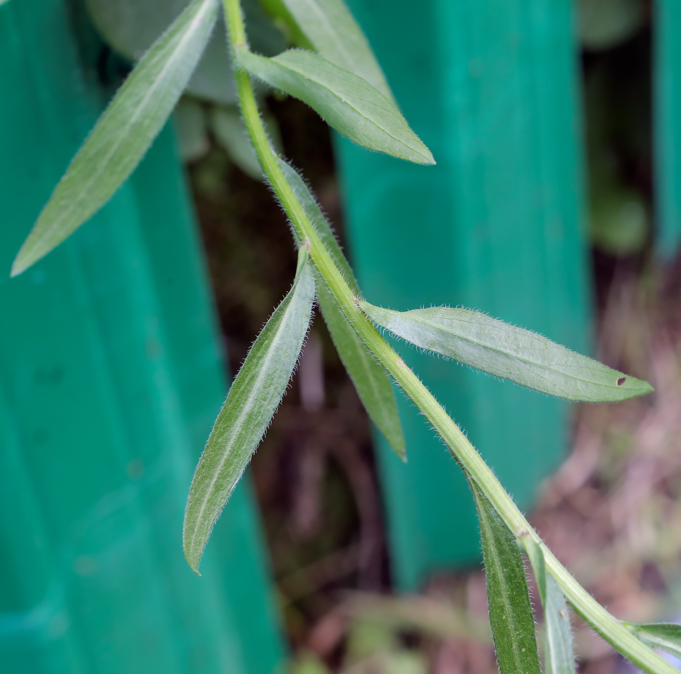 Image of Erigeron acris specimen.