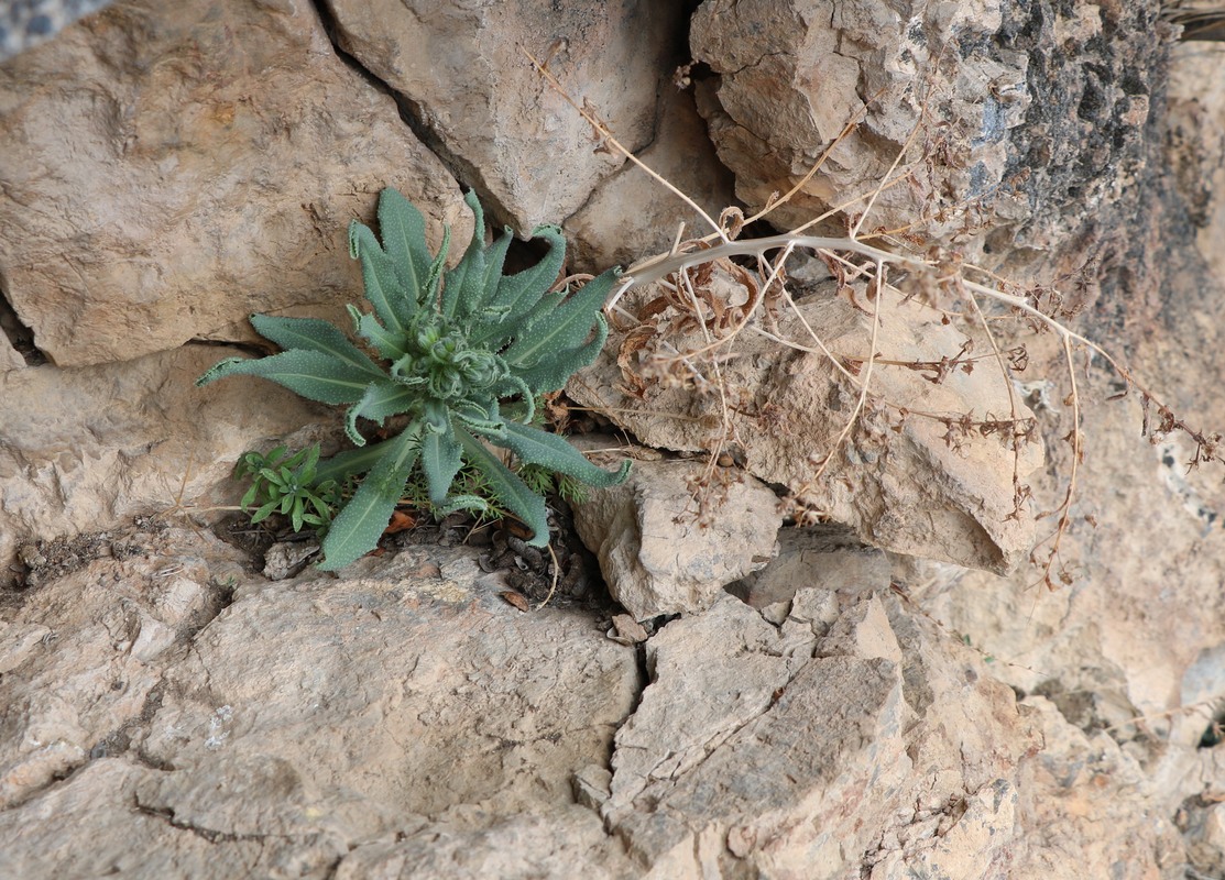 Image of Caccinia macranthera specimen.