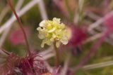 Drosera rotundifolia. Аномальное соцветие. Сахалинская обл., Охинский р-н, окр. г. Оха, побережье Охотского моря, юго-западный берег залива Кету (Первая бухта). 24.07.2017.