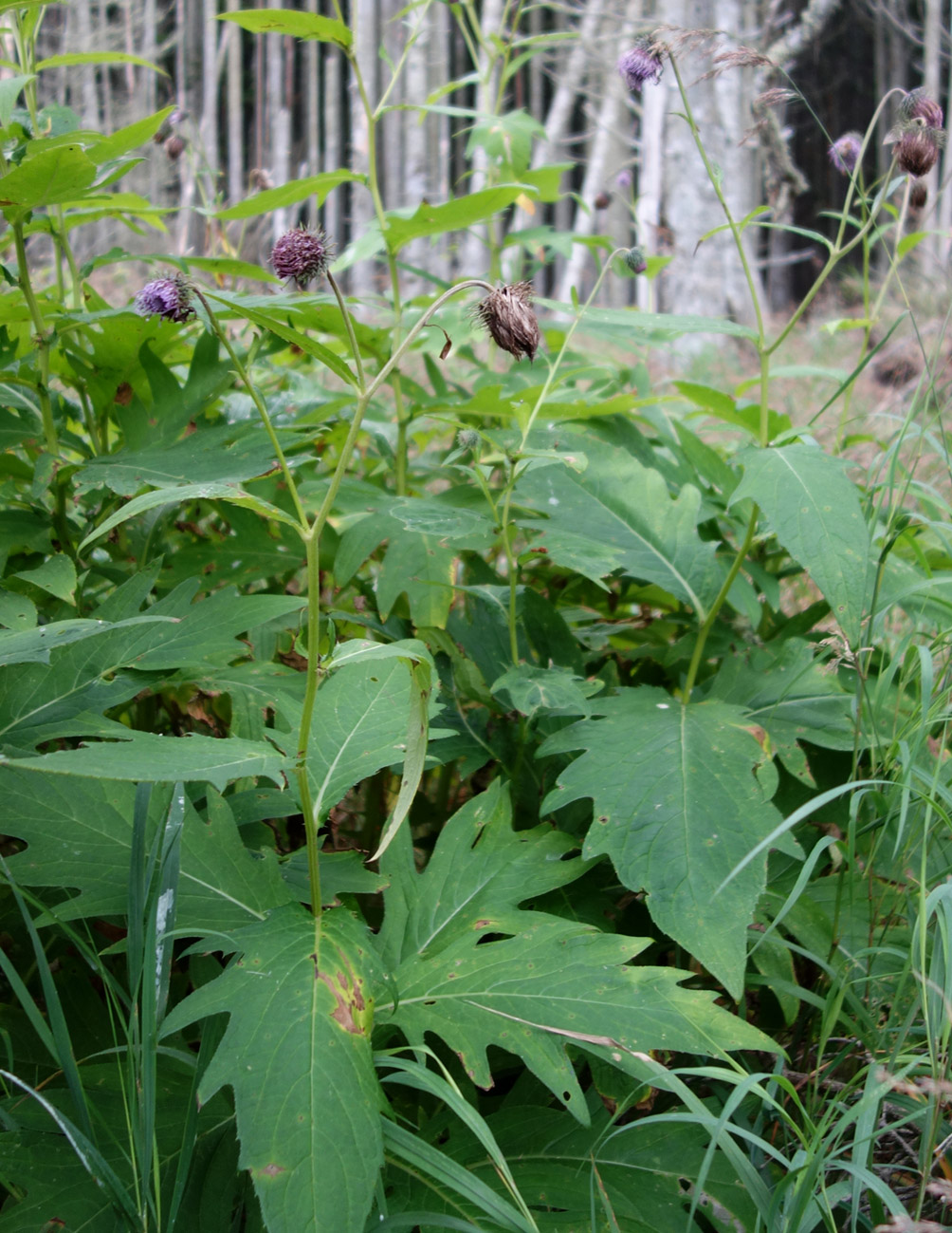 Image of Cirsium kamtschaticum specimen.