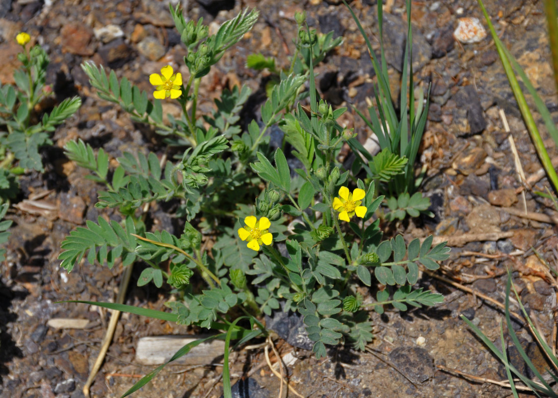 Image of Potentilla bifurca specimen.