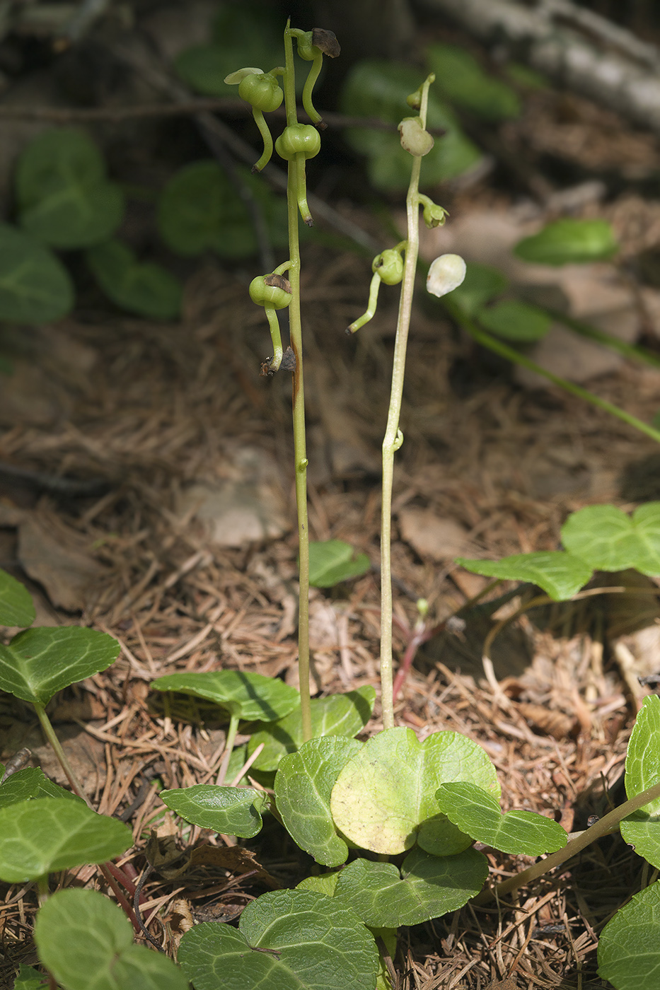 Image of Pyrola renifolia specimen.