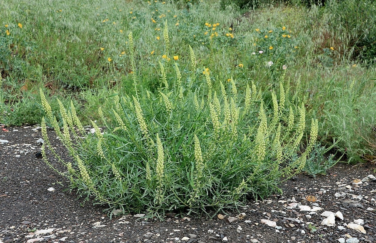 Image of Reseda lutea specimen.