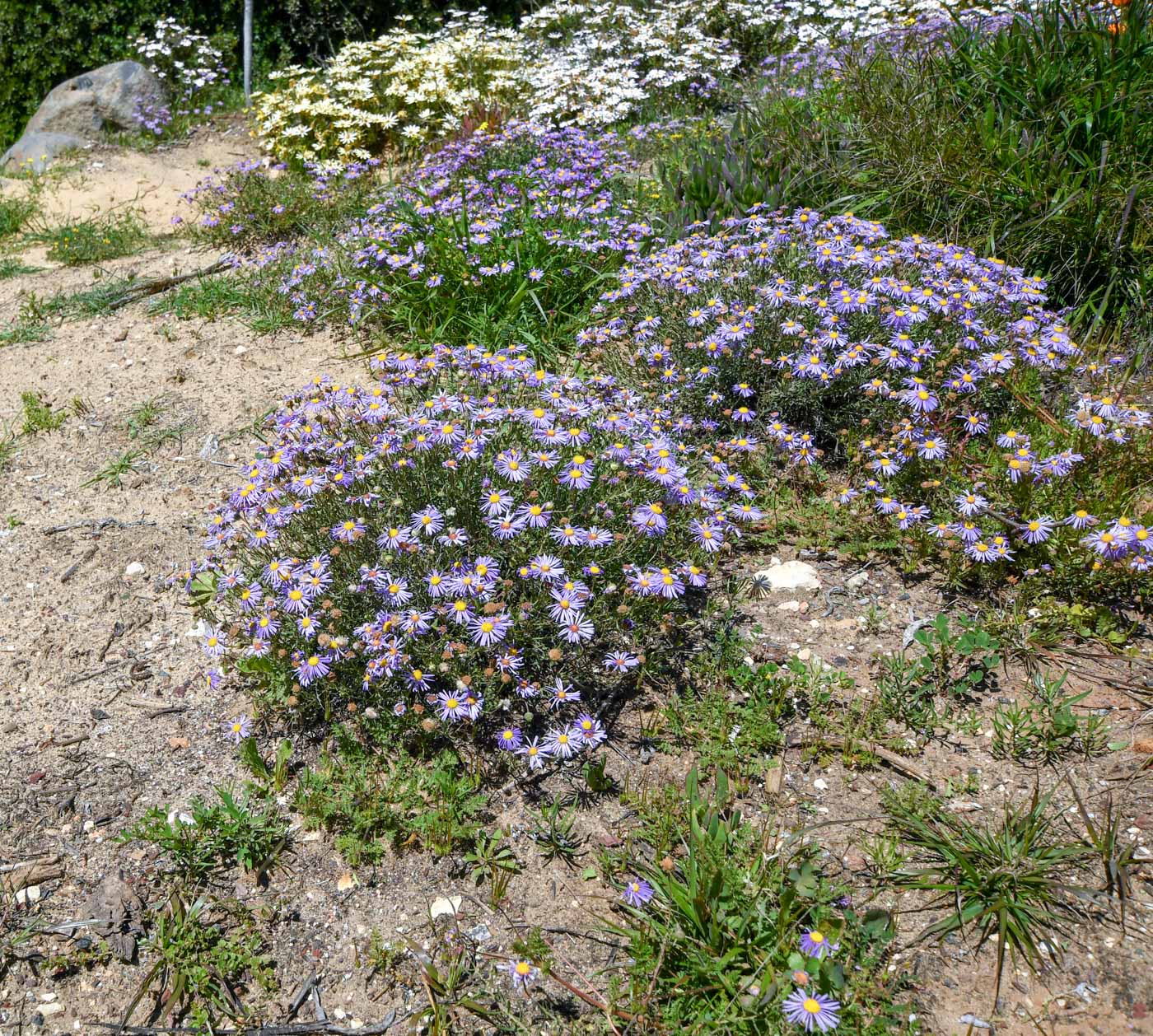 Image of Felicia australis specimen.