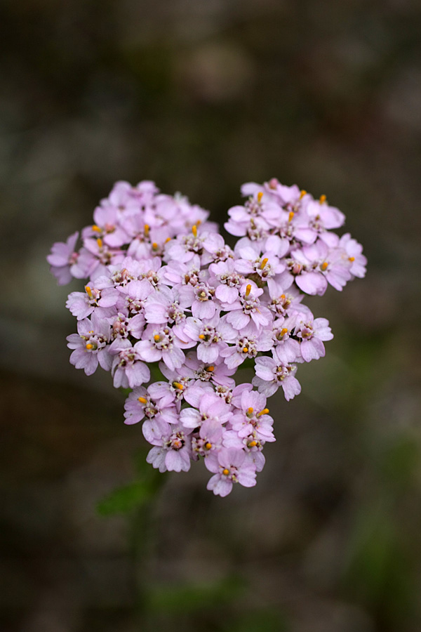 Image of Achillea millefolium specimen.