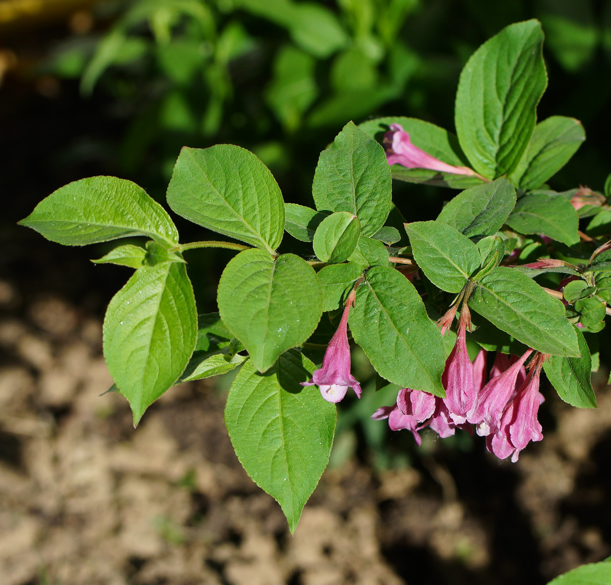 Image of Weigela praecox specimen.