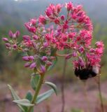 Hylotelephium triphyllum. Соцветие. Башкортостан, Бурзянский р-н, каменистый берег. 12.08.2010.