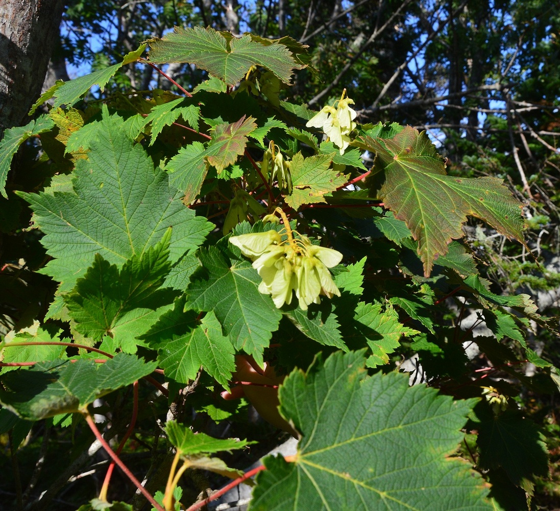 Image of Acer ukurunduense specimen.