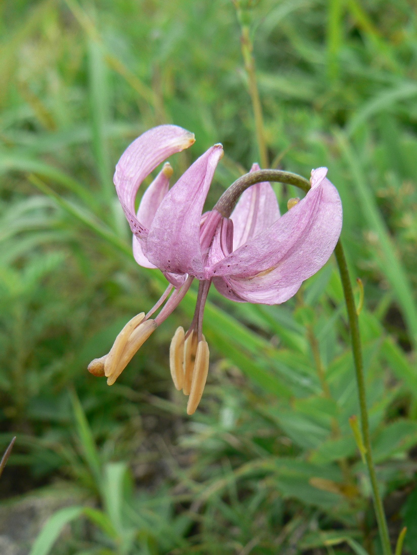 Image of Lilium cernuum specimen.