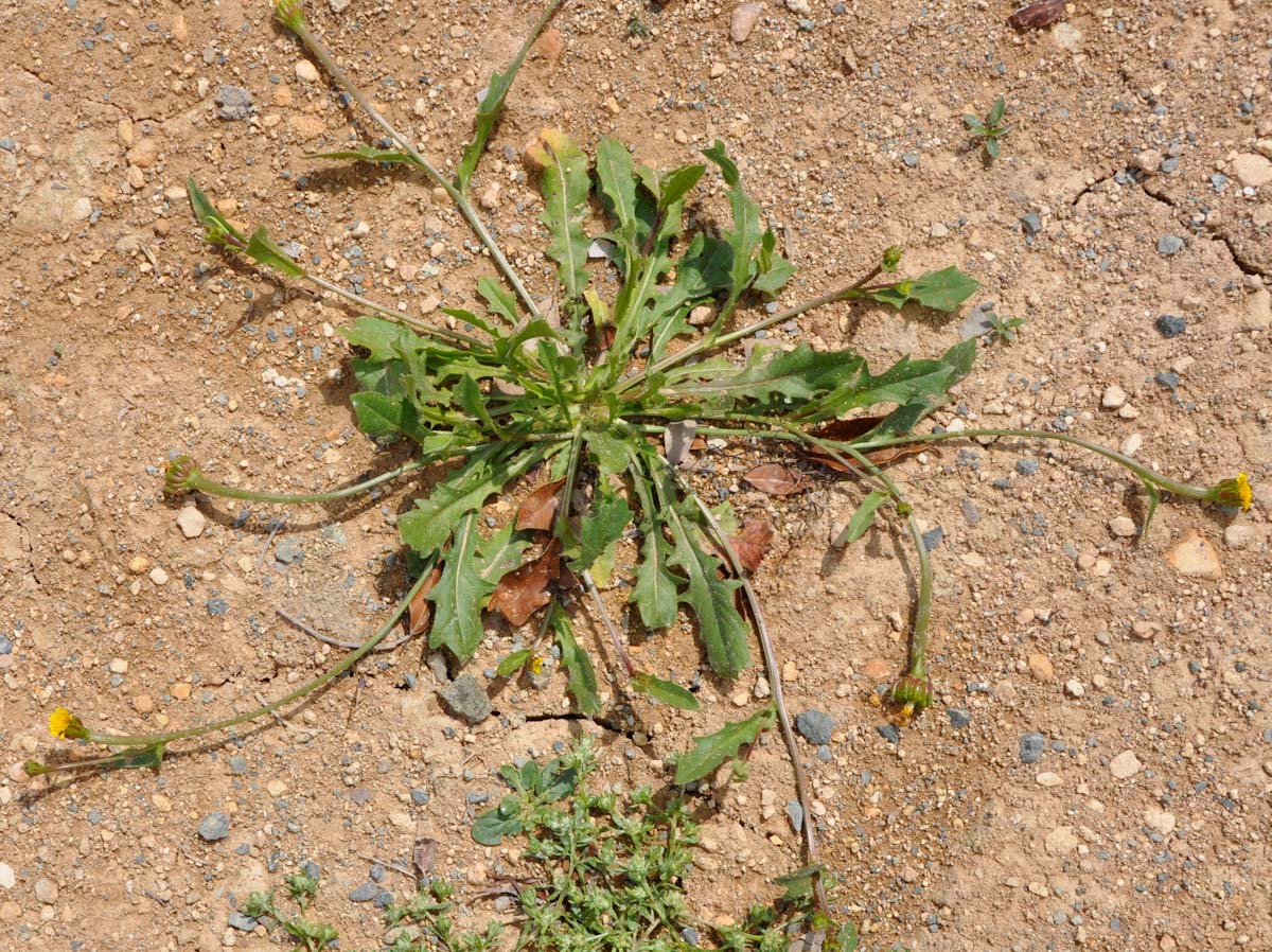 Image of Hedypnois rhagadioloides specimen.