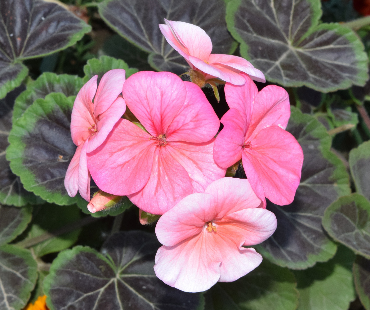Image of Pelargonium hortorum specimen.