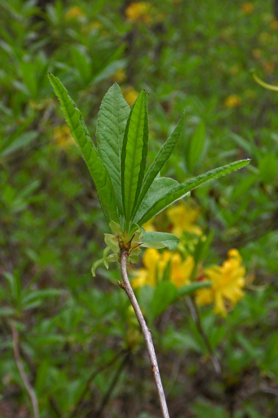 Изображение особи Rhododendron luteum.