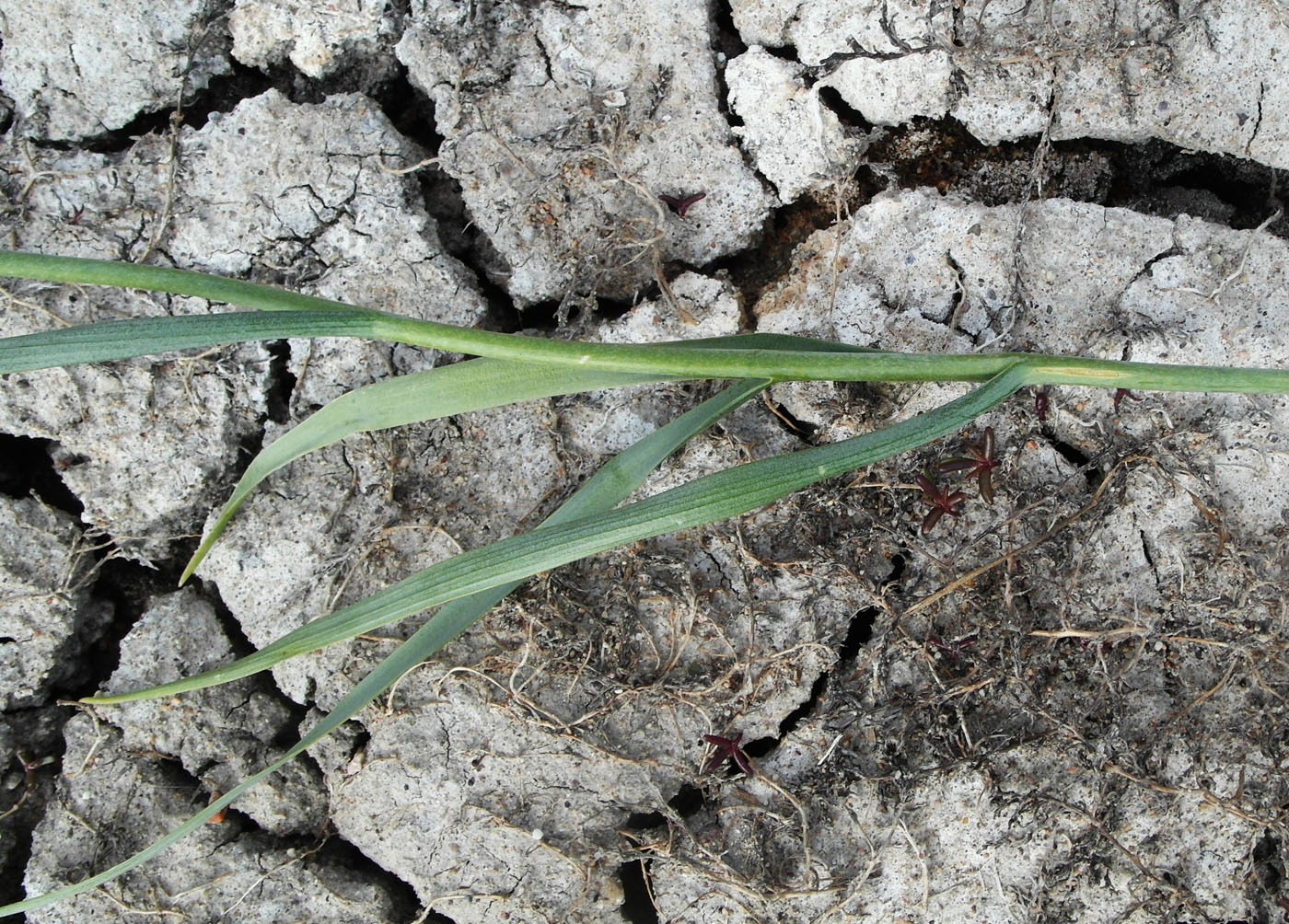 Image of Fritillaria meleagroides specimen.