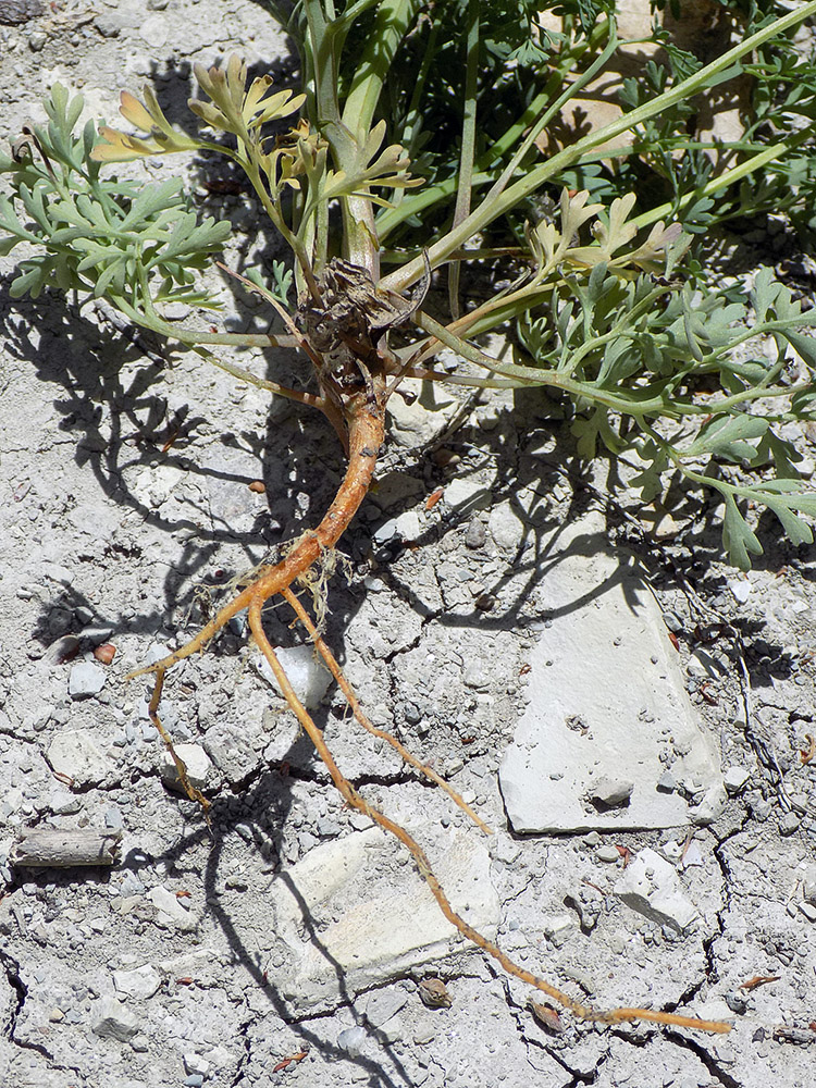 Image of Fumaria officinalis specimen.