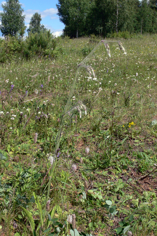 Image of Silene nutans specimen.