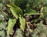 Phlomoides hybrida. Вегетирующее растение. Украина, г. Запорожье, восточная окраина, долина р. Мокрая Московка, левый берег, разнотравная степь. 07.06.2020.