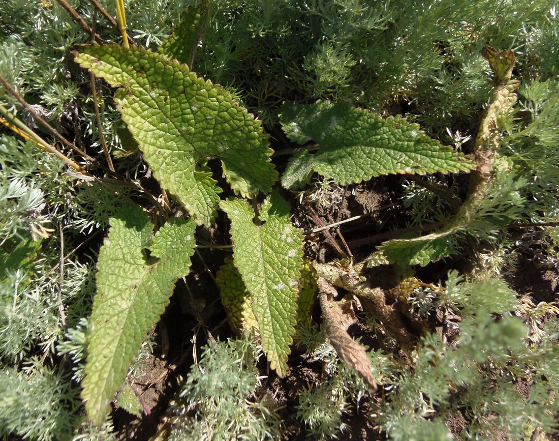 Изображение особи Phlomoides hybrida.