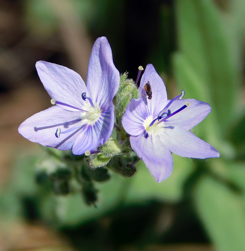 Изображение особи Veronica dentata.