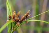 Bolboschoenus yagara