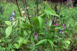 Lathyrus vernus