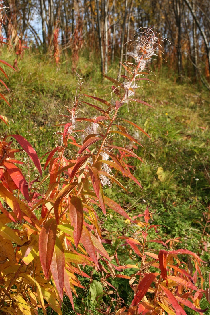 Image of Chamaenerion angustifolium specimen.