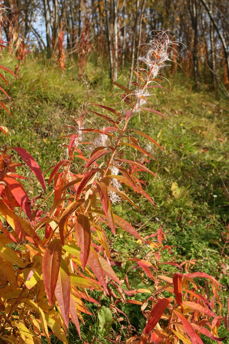 Изображение особи Chamaenerion angustifolium.