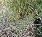 Cyperus marginatus