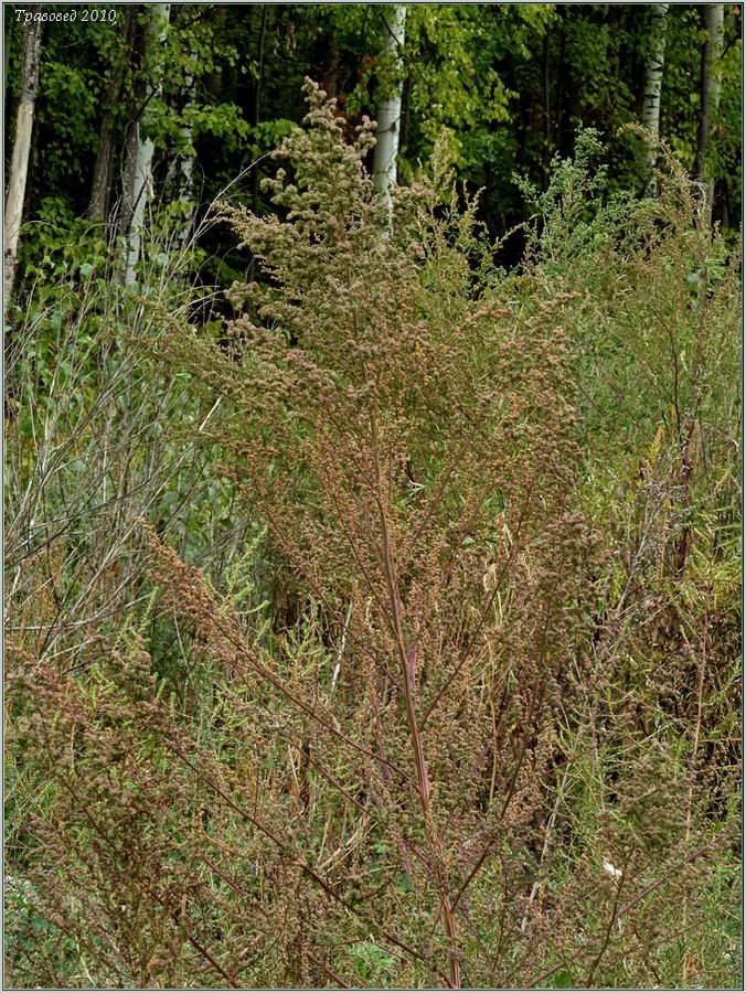 Image of Chenopodium album specimen.