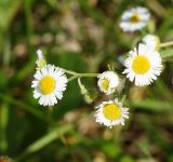 Erigeron annuus