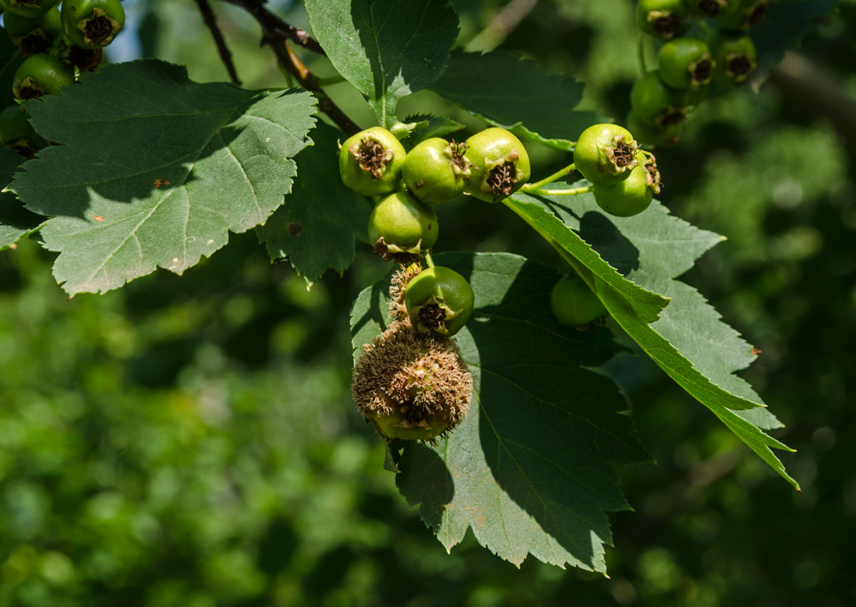 Image of genus Crataegus specimen.