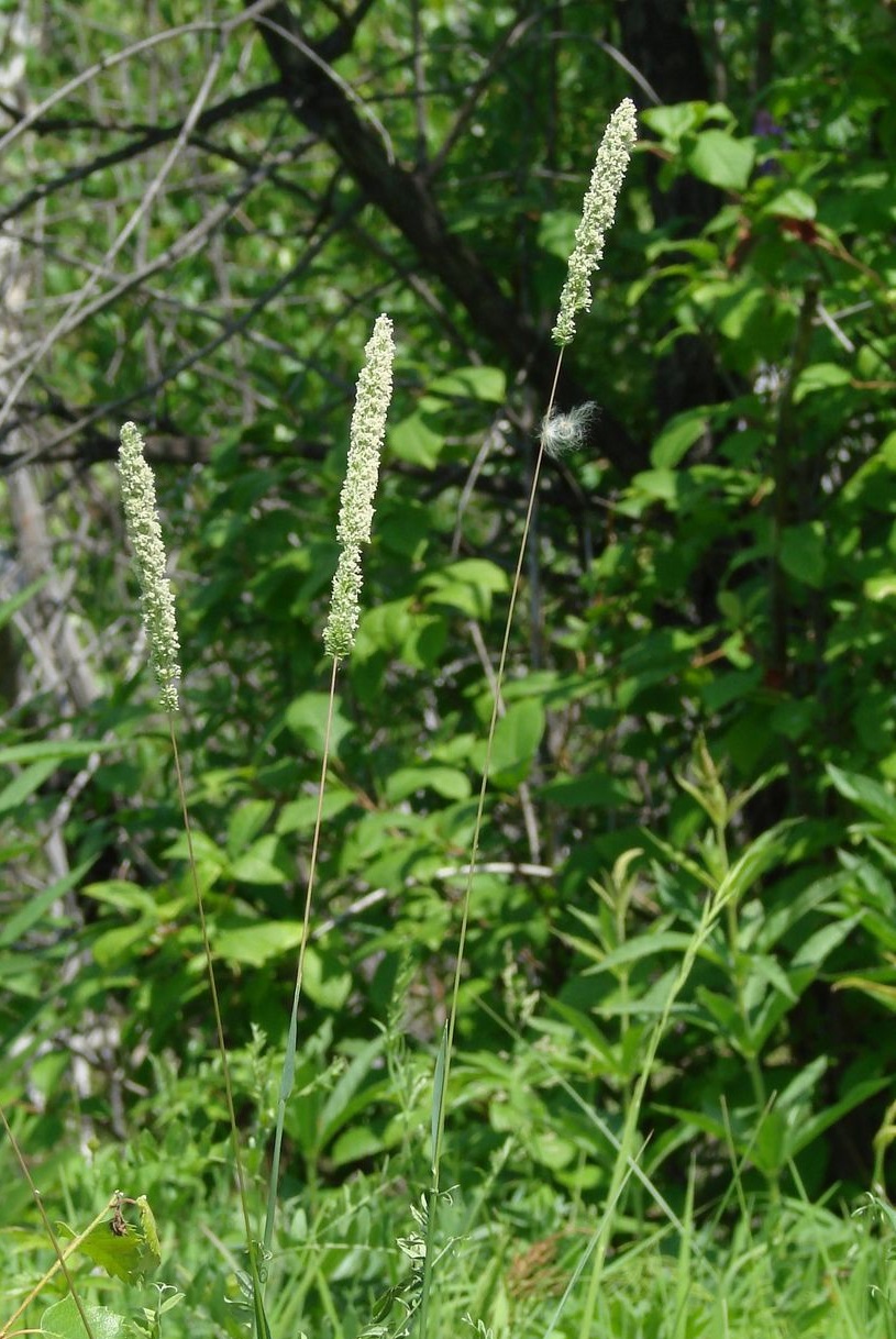 Image of Phleum pratense specimen.