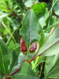 Salix kazbekensis. Лист с галлами. Кабардино-Балкария, Эльбрусский р-н, долина р. Ирикчат, ок. 2650 м н.у.м., близ р. Ирикчат. 07.07.2020.
