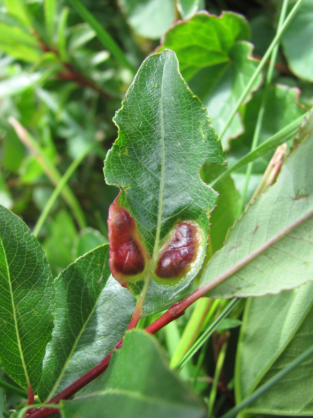 Изображение особи Salix kazbekensis.