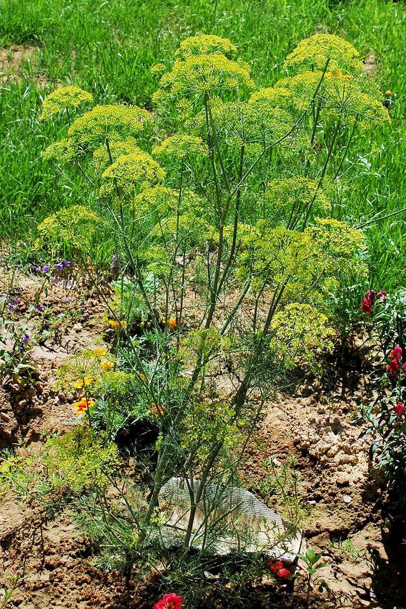 Image of Anethum graveolens specimen.